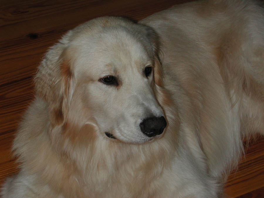 Cowboy at Kestrel Farm Goldens