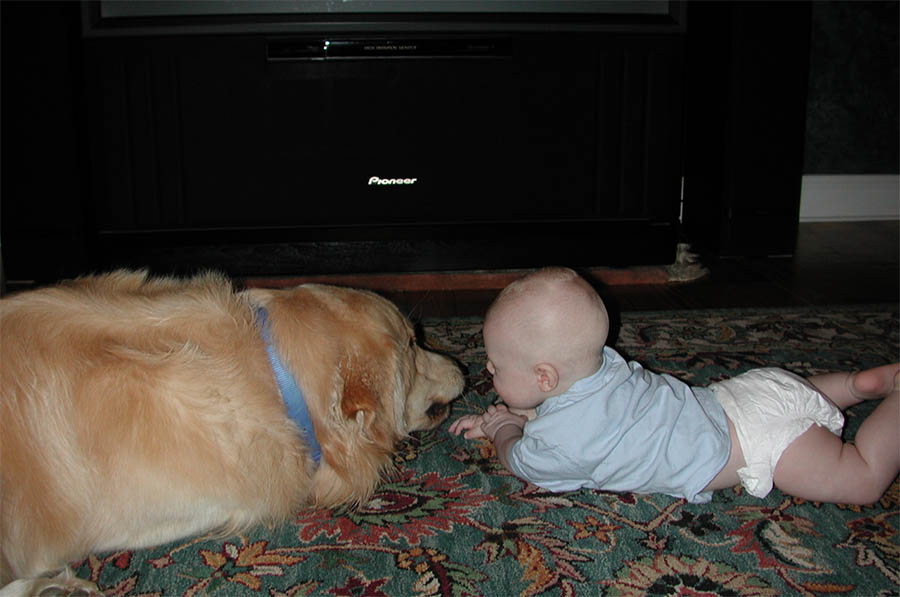 Cowboy and baby at Kestrel Farm Goldens