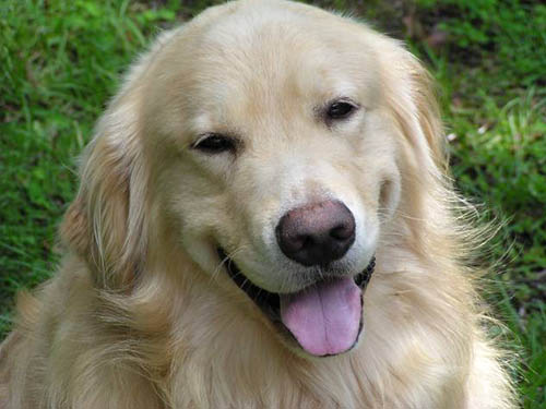 kestrel farm golden retriever, cowboy