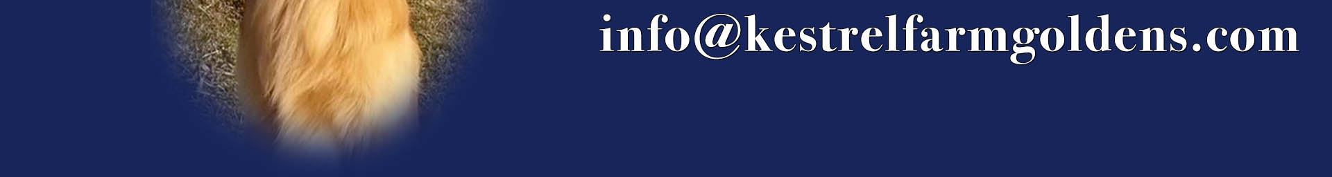 kestrel farm golden retriever puppies in florida