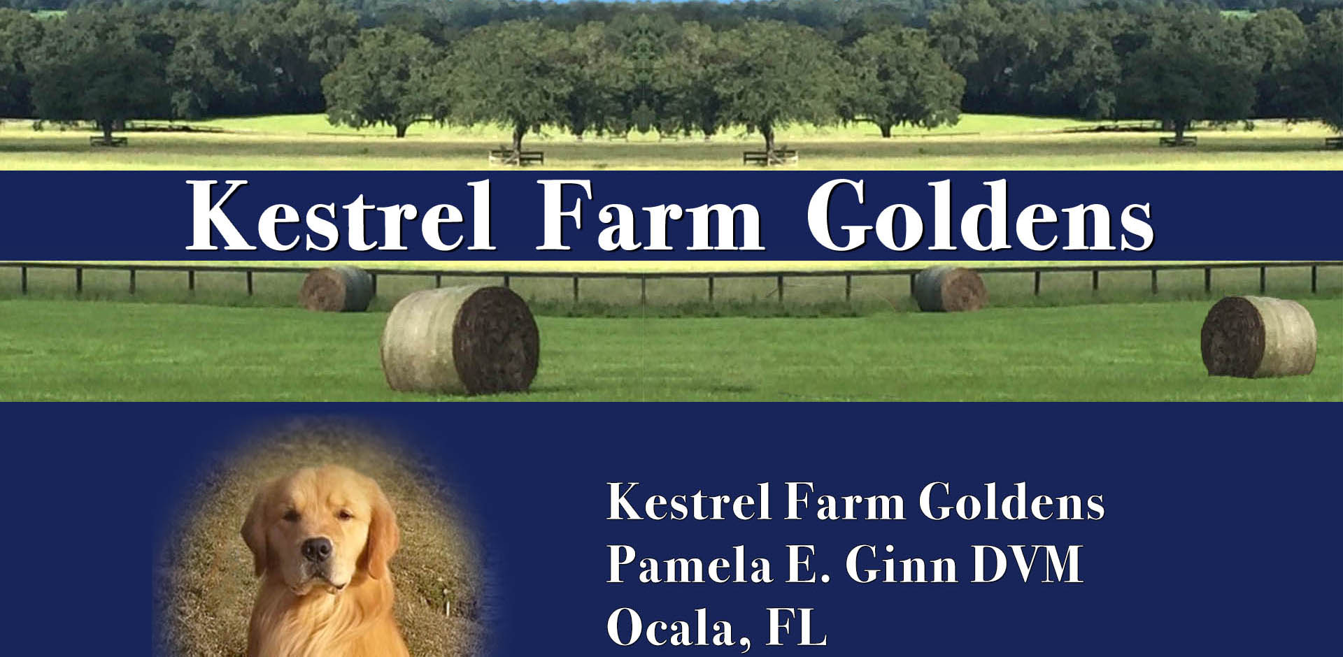 kestrel farm golden retriever puppies in ocala florida