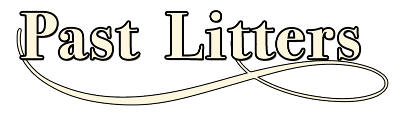 kestrel farm golden retriever puppies and litters in ocala florida