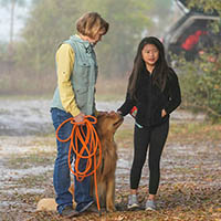 kestrel farm goldens
