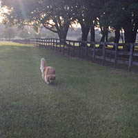 kestrel farm goldens property and rhett