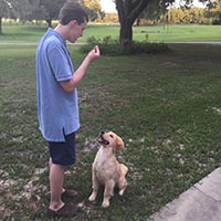 kestrel farm golden retriever, luna, Terrapin's Total Lunar Eclipse CCA