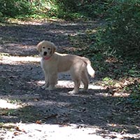 kestrel farm golden retriever, luna, Terrapin's Total Lunar Eclipse CCA