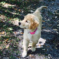 kestrel farm golden retriever, luna, Terrapin's Total Lunar Eclipse CCA