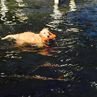 kestrel farm golden retriever, luna, Terrapin's Total Lunar Eclipse CCA