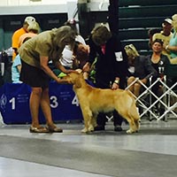 kestrel farm golden retriever, luna, Terrapin's Total Lunar Eclipse CCA