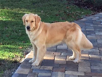 kestrel farm goldens, luna, Terrapin's Total Lunar Eclipse CCA