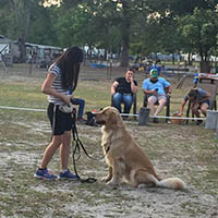 kestrel farm golden retriever, luna, Terrapin's Total Lunar Eclipse CCA