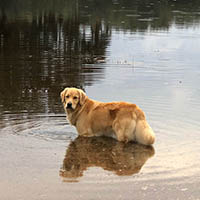 kestrel farm golden retriever, luna, Terrapin's Total Lunar Eclipse CCA