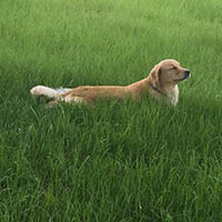kestrel farm golden retriever, luna, Terrapin's Total Lunar Eclipse CCA