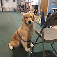 kestrel farm golden retriever, luna, Terrapin's Total Lunar Eclipse CCA