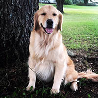 kestrel farm golden retriever, luna, Terrapin's Total Lunar Eclipse CCA