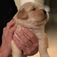edward x luna puppy  at Kestrel Farm Goldens in Ocala, Florida