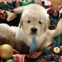 edward x luna puppy  at Kestrel Farm Goldens in Ocala, Florida