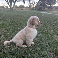 edward x luna puppy  at Kestrel Farm Goldens in Ocala, Florida