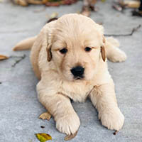 edward x luna puppy  at Kestrel Farm Goldens in Ocala, Florida