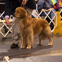 kestrel farm golden retriever stud dog, Rhett, GCH Lakewood's Rhett Butler @ Kestrel Farm South CCA