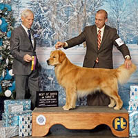 kestrel farm golden retriever stud dog, Rhett, GCH Lakewood's Rhett Butler @ Kestrel Farm South CCA