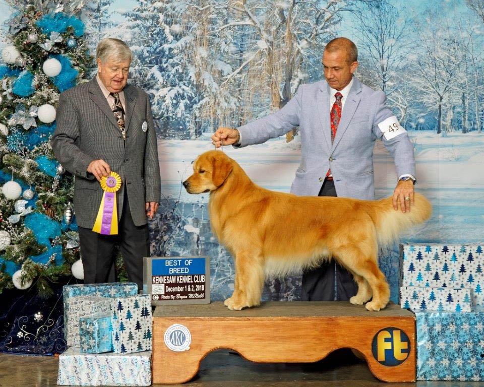 kestrel farm golden retriever stud dog, Rhett, GCH Lakewood's Rhett Butler @ Kestrel Farm South CCA