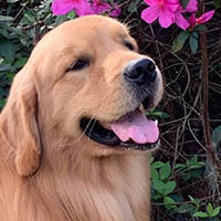 kestrel farm golden retriever stud dog, Rhett, GCH Lakewood's Rhett Butler @ Kestrel Farm South CCA