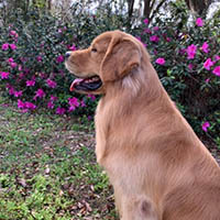 kestrel farm golden retriever stud dog, Rhett, GCH Lakewood's Rhett Butler @ Kestrel Farm South CCA