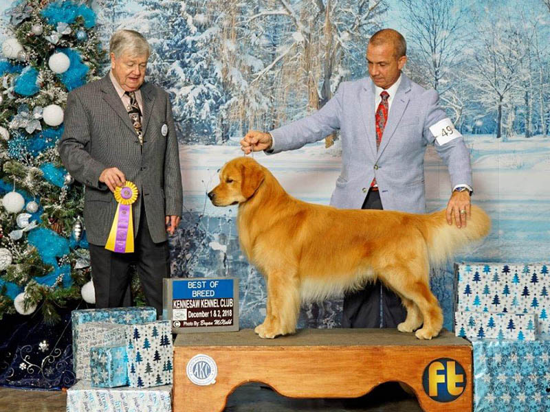rhett at kestrel farm goldens